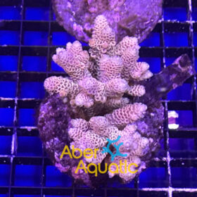 acropora aberaquatic
