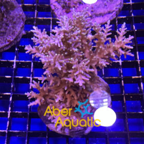 acropora aberaquatic