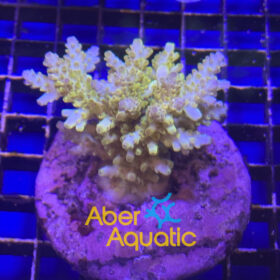 acropora aberaquatic
