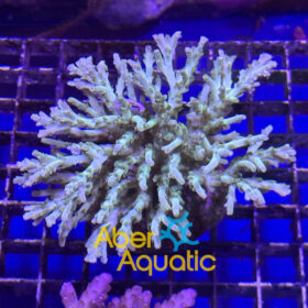 acropora aberaquatic