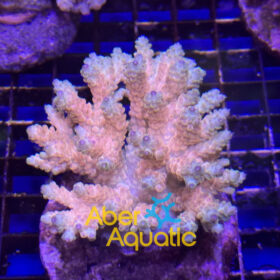 acropora aberaquatic