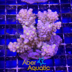 Acropora