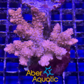 Acropora