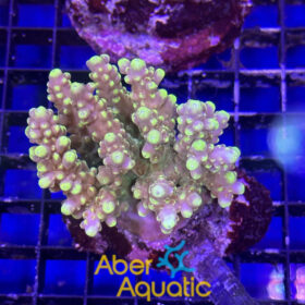 Acropora