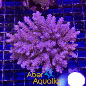 acropora