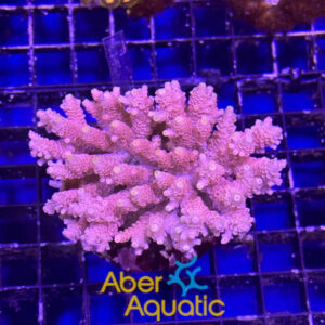 acropora