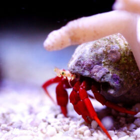 Calcinus, Hermit Crab Red leg