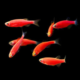 Zebra Danio Red