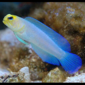 Opistognathus Aurifrons, Yellowhead Jawfish