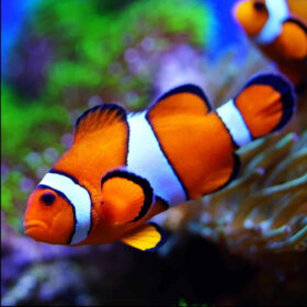 Amphiprion Percula