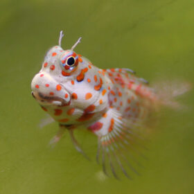 Blenniella Chrysospilos