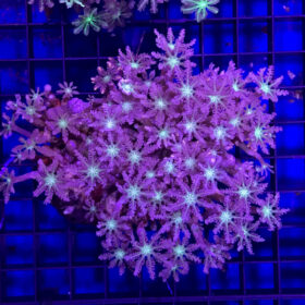 Clavularia Viridis