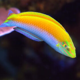 Halichoeres Leucoxanthus wrasse