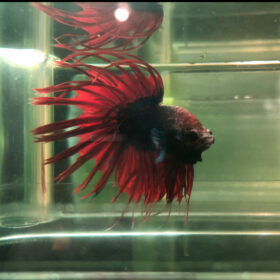 Betta Crowntail Male Blue-Red WYSIWYG