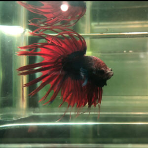 Betta Crowntail Male Blue-Red WYSIWYG