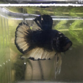 Betta Plakat Male Blue White