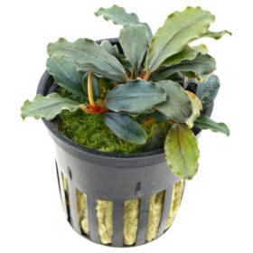 Bucephalandra Theia Red