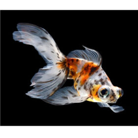 Calico Telescope Eye Goldfish