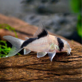 Corydoras Bandit Metae