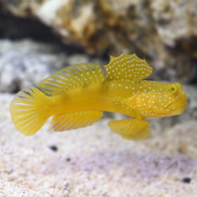 Cryptocentrus Cinctus