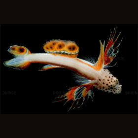 Discordipinna Griessingeri flaming prawn goby