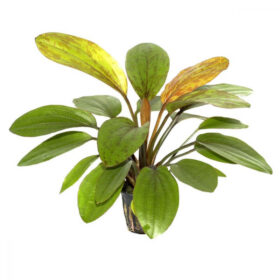 Echinodorus Rose