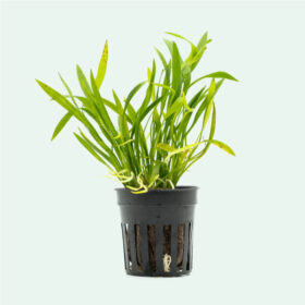 Echinodorus Tenellus pot