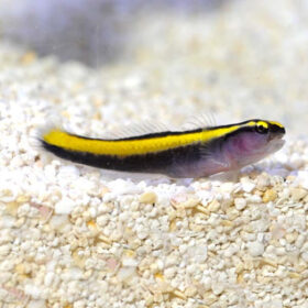 Elacatinus Figaro, Neon Goby Gold