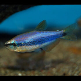 Emperor Tetra Blue