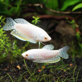 Gourami Platinum, Trichopodus trichopterus
