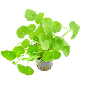 Hydrocotyle Leucocephala pot