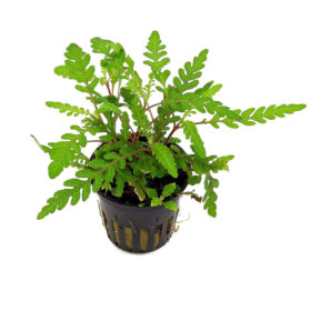 Hygrophila Pinnatifida pot