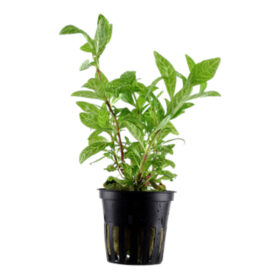 Hygrophila Rosanervig pot
