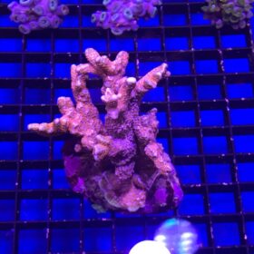 Montipora Digitata (Bubble Gum)