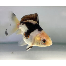 Lionhead Panda Fantail Goldfish