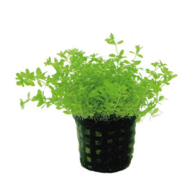 Micranthemum Micranthemoides pot