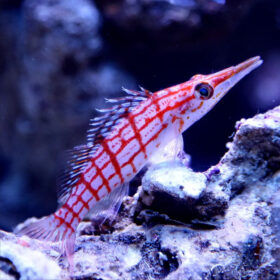 Oxycirrhites Typus, Longnose Hawkfish