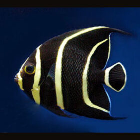 Pomacanthus Paru, French Angelfish
