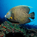 Pomacanthus Paru, French Angelfish
