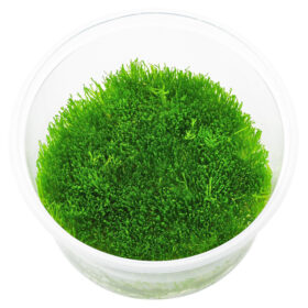 Riccia Fluitans in vitro