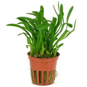 Saggitaria Subulata pot