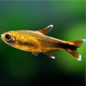 Silvertip Tetra, Hasemania nana