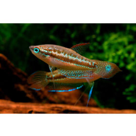 Gourami Dwarf Sparkling