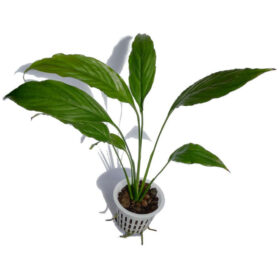 Spathiphyllum Green pot