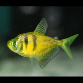 Tetra Fluorescent Black Yellow