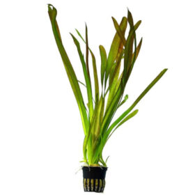 Vallisneria Spiralis Red pot
