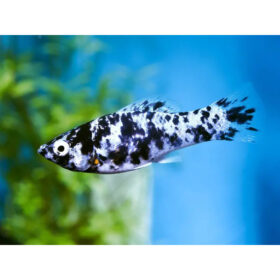 Molly Black Marble, Poecilia Sphenops