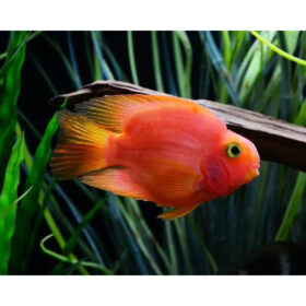 parrot-cichlid-fish