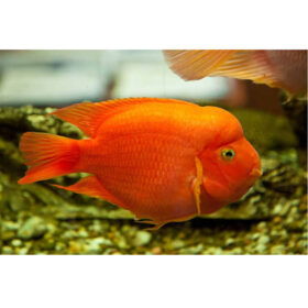 Blood Parrot Fish XL