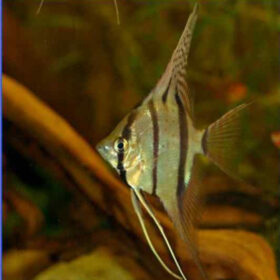 Σκαλάρια Peruvian Altum, Pterophyllum Altum